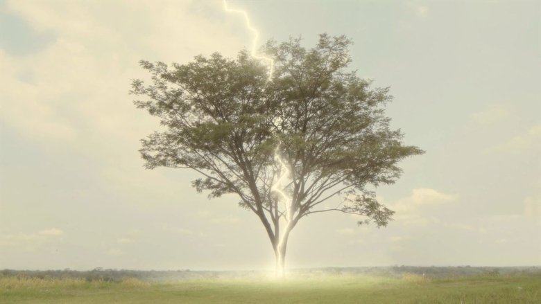 Backdrop image for movie The Boy Who Dreamed of Lightning