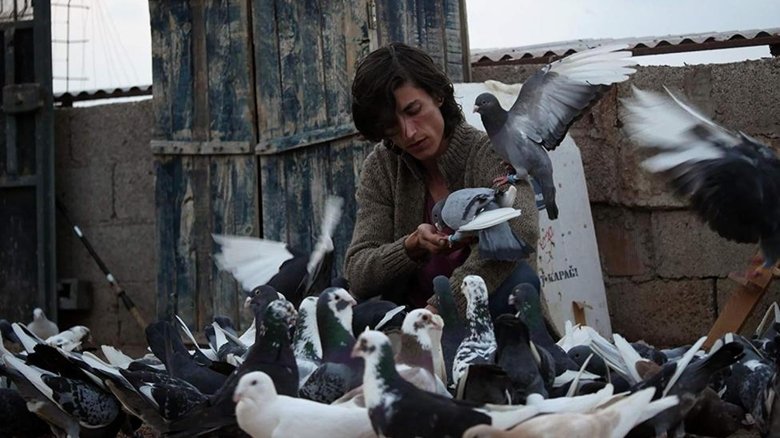 Backdrop image for movie The Pigeon