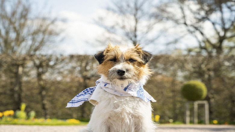 Backdrop image for movie Zitterinchen