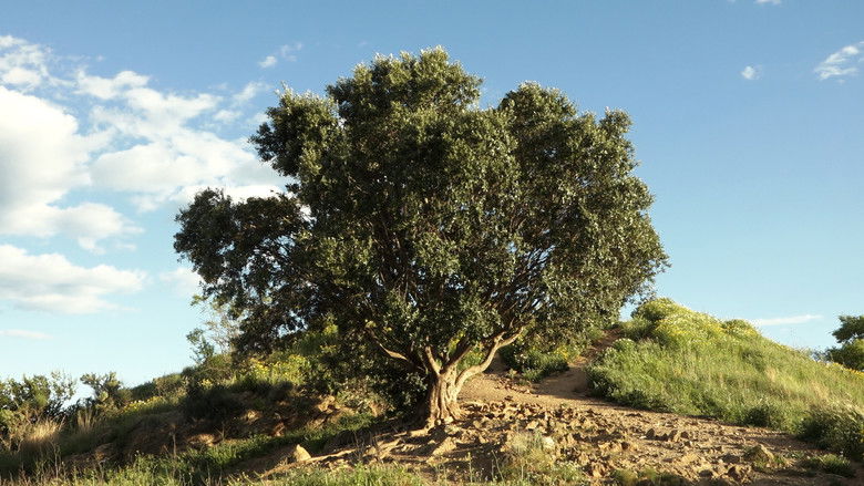 Backdrop image for movie The distances