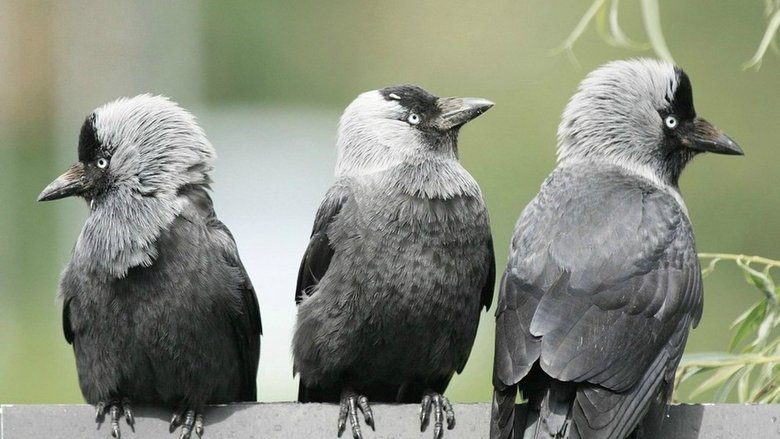 Backdrop image for movie Bird Brain