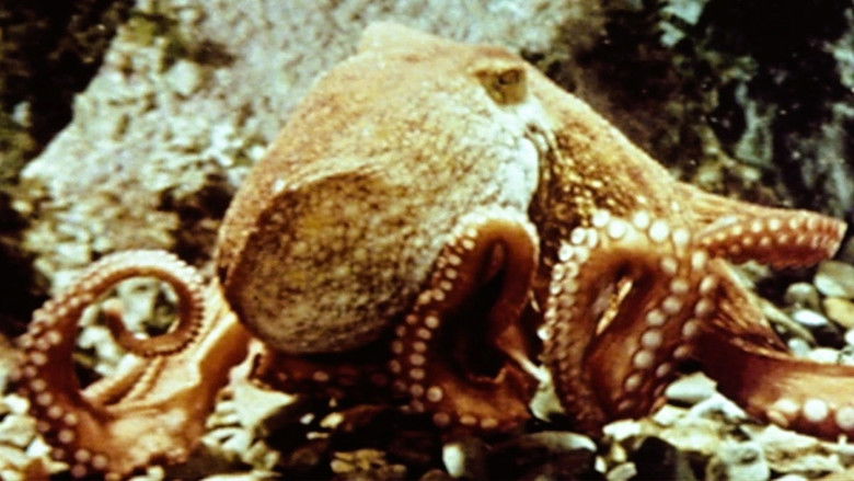 Backdrop image for movie The Love Life of an Octopus