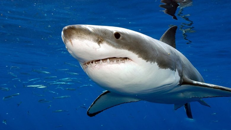 Backdrop image for movie Attaques de Requins à La Réunion : L'enquête