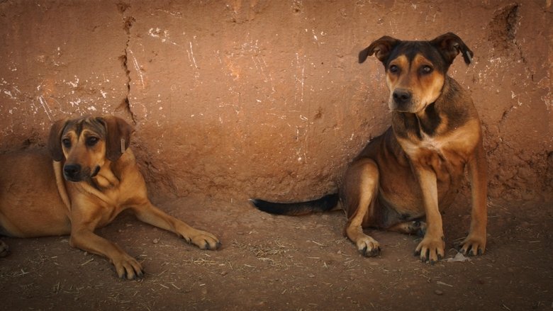 Backdrop image for movie Mutts