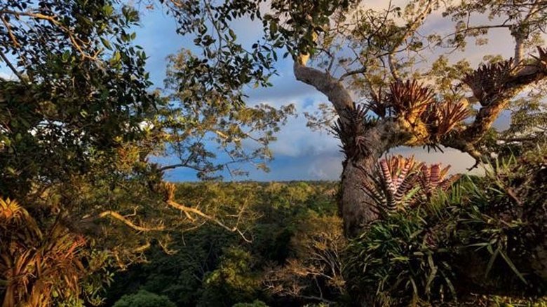 Backdrop image for movie Secret Life of the Rainforest
