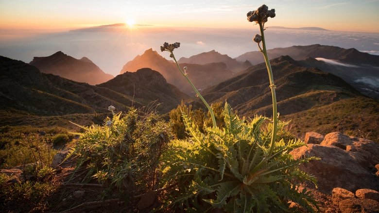Backdrop image for movie The Canary Islands