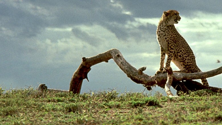 Backdrop image for movie Cheetah