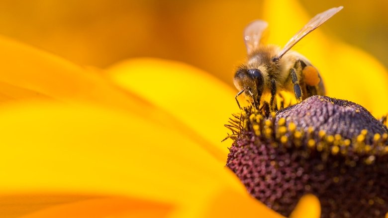 Backdrop image for movie Diary of a Bee