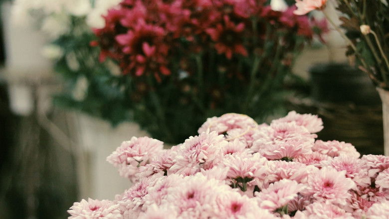 Backdrop image for movie If We Ever Forgot