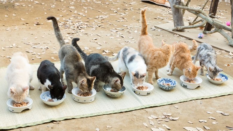 Backdrop image for movie Neko Atsume House