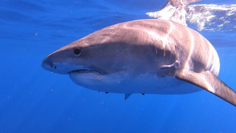 Backdrop image for movie Sharks of Hawaii