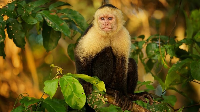 Backdrop image for movie Nicobar Islands: A Monkey's Long Tale