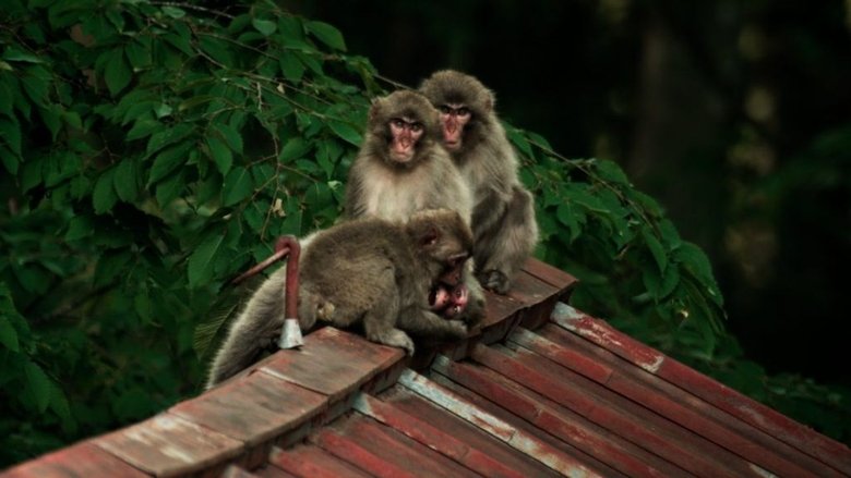 Backdrop image for movie Wild Tokyo