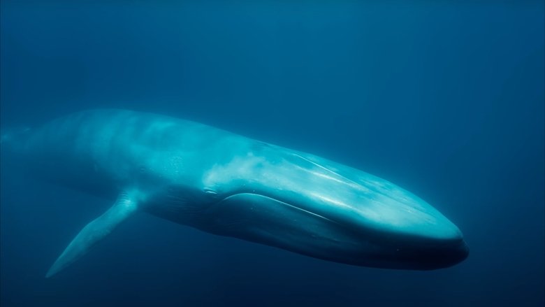 Backdrop image for movie Blue Whales: Return of the Giants
