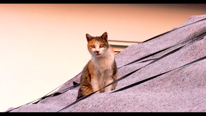 Backdrop image for movie Our Cat