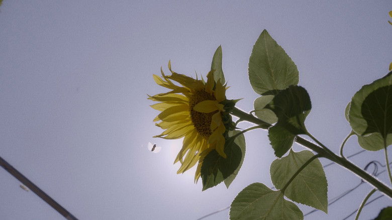 Backdrop image for movie The sunflowers house