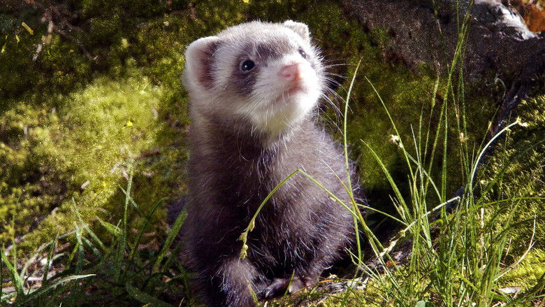 Backdrop image for movie High Life at Low Temperatures