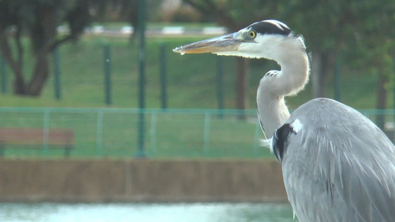 Backdrop image for movie Birds of a Feather Flock Together