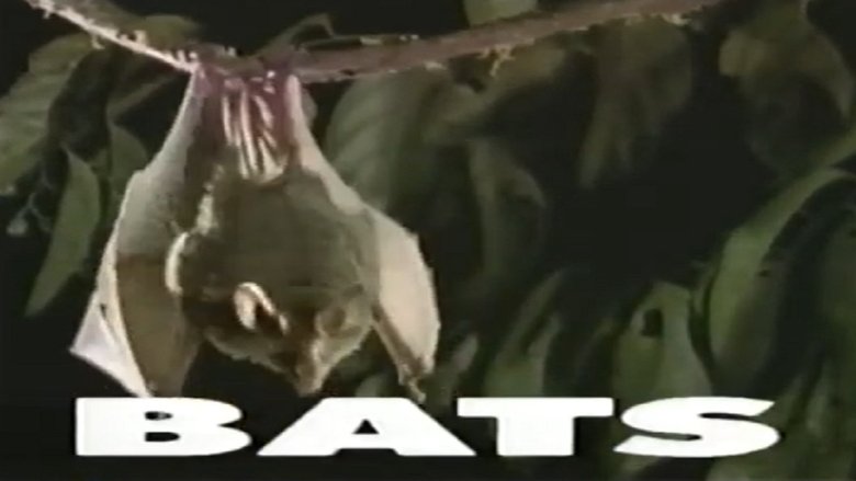 Backdrop image for movie Predators of the Wild: Bats