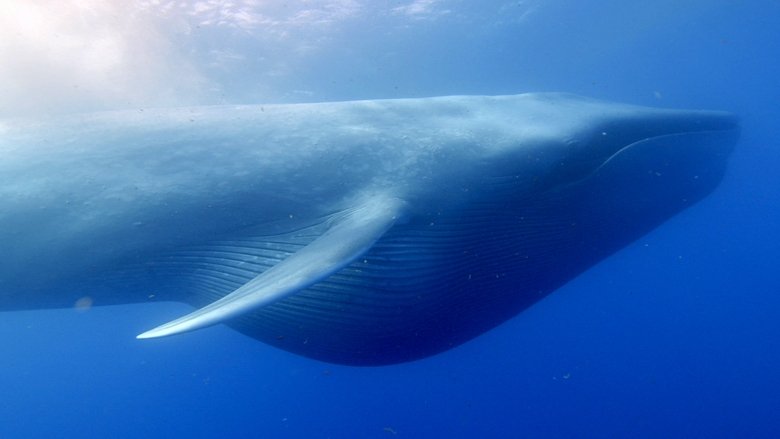 Backdrop image for movie Ocean Giants