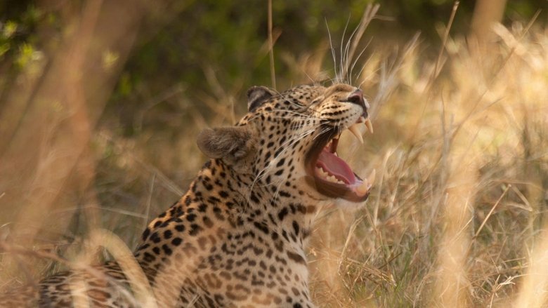 Backdrop image for movie Diary of a Teen Leopard
