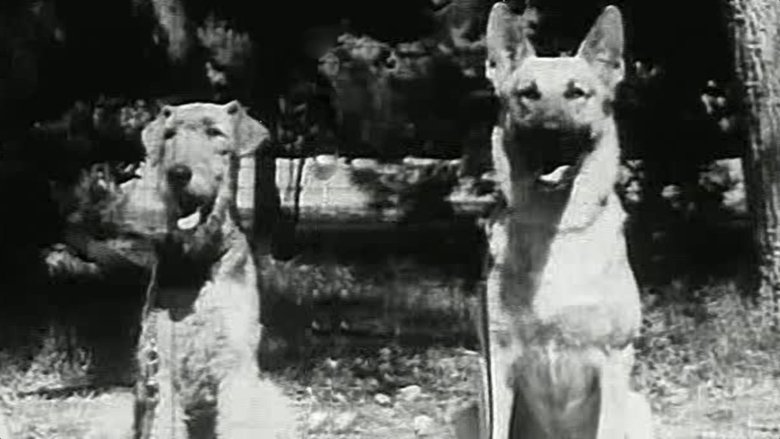 Backdrop image for movie War Dogs