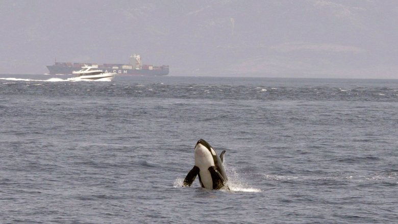 Backdrop image for movie Watch Out for Orcas! Danger Off Gibraltar?