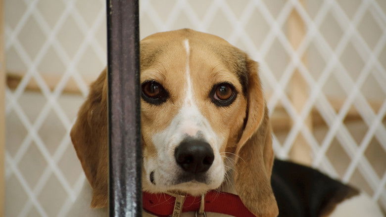 Backdrop image for movie Undercover. Inside the Bunker