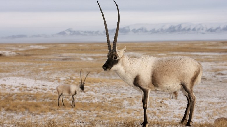 Backdrop image for movie Rare Survivors: China's Iconic Wildlife
