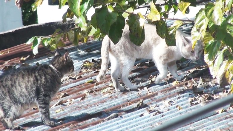 Backdrop image for movie Cóndor