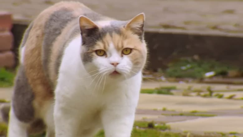 Backdrop image for movie The Secret Life of Cats