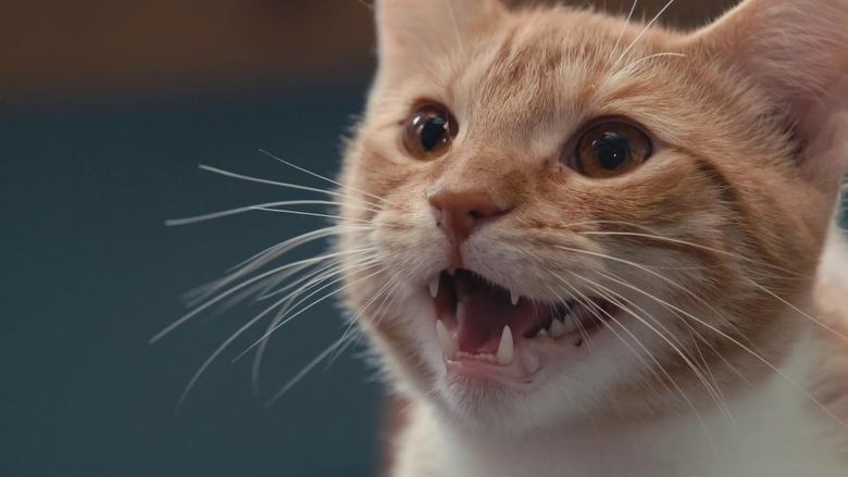 Backdrop image for movie Inside the Mind of a Cat