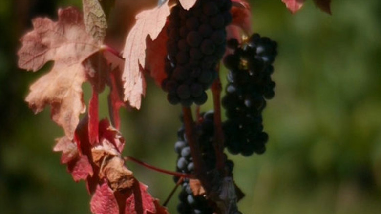 Backdrop image for movie The Golden Age