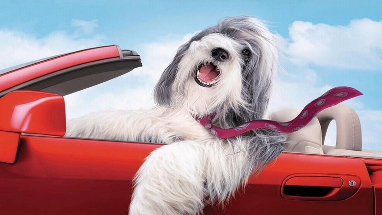 Backdrop image for movie The Shaggy Dog