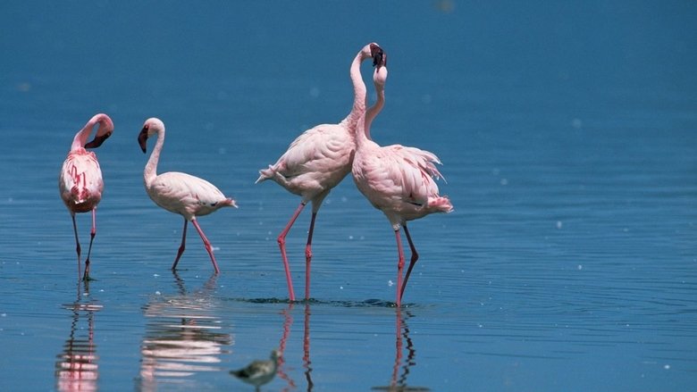 Backdrop image for movie Nature: Love in the Animal Kingdom