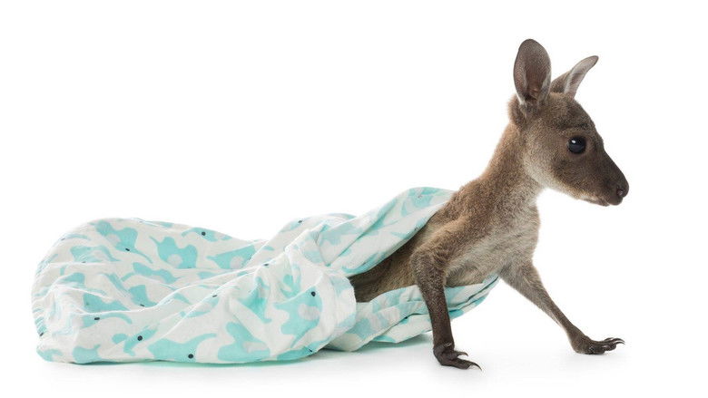 Backdrop image for movie Raising Joey