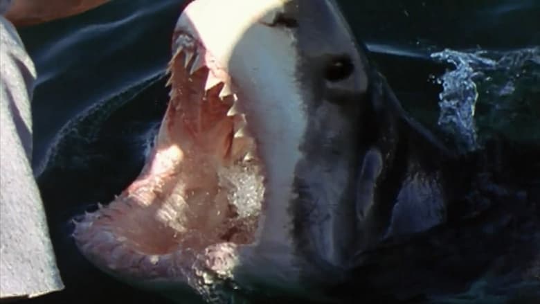 Backdrop image for movie National Geographic Ultimate Shark
