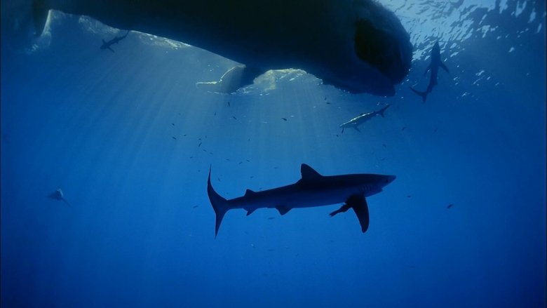 Backdrop image for movie Ocean Oasis