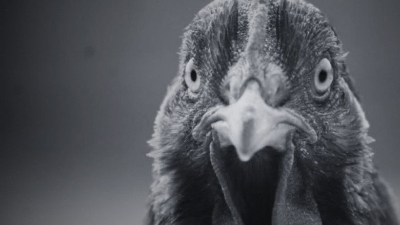 Backdrop image for movie ¿Por qué la gallina cruzó el camino?