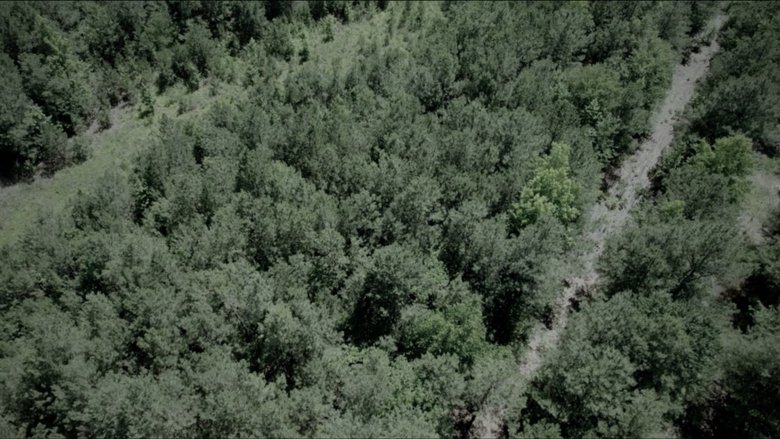 Backdrop image for movie The Woods