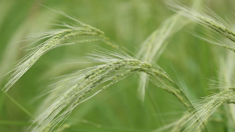 Backdrop image for movie Rice People