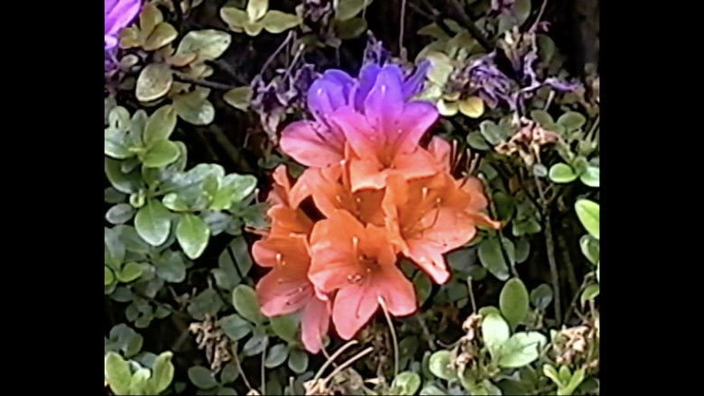 Backdrop image for movie memory consolidation 01