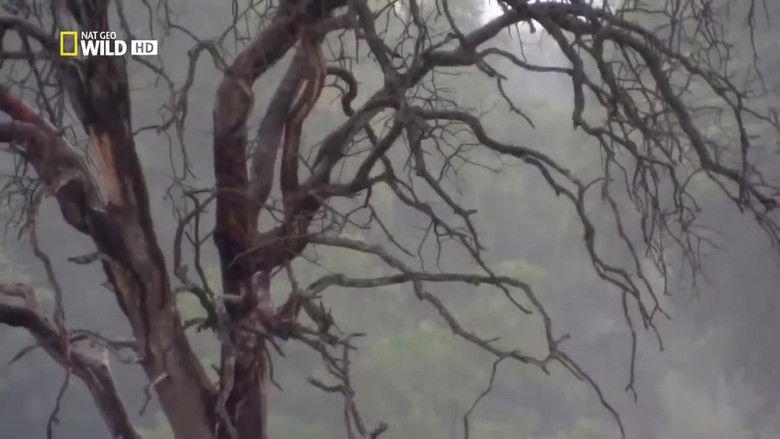 Backdrop image for movie Lion Brotherhood