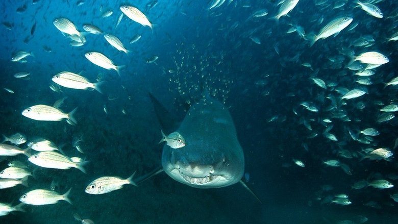 Backdrop image for movie Deep Sea 3D
