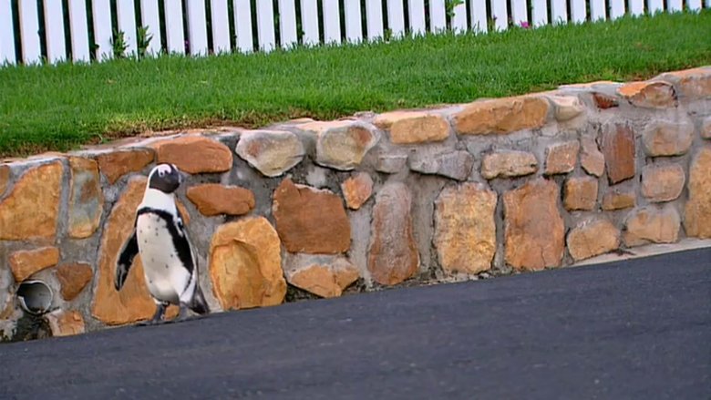 Backdrop image for movie Penguins Under Siege