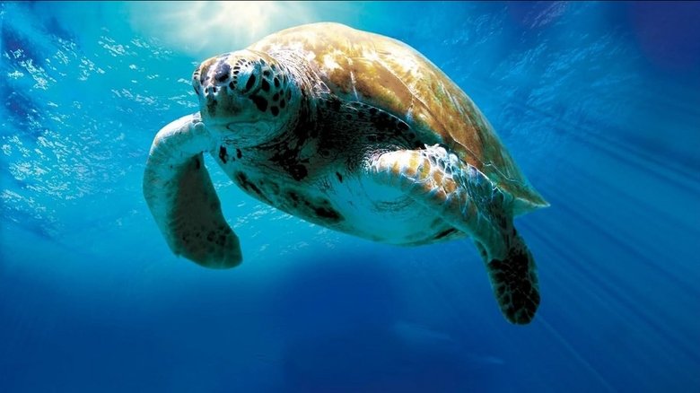 Backdrop image for movie Turtle: The Incredible Journey