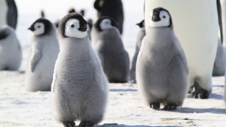 Backdrop image for movie Pengi and Sommi