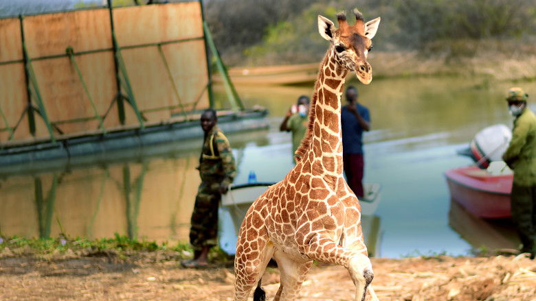 Backdrop image for movie Saving Giraffes: The Long Journey Home