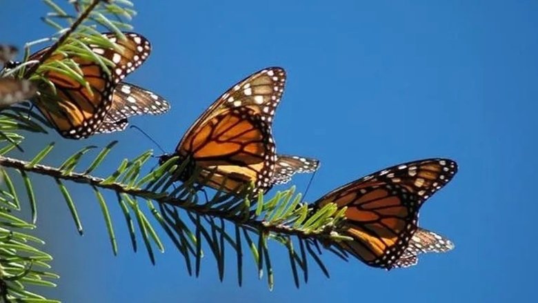 Backdrop image for movie The Incredible Journey of the Butterflies