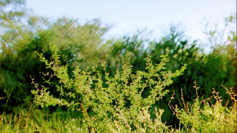 Backdrop image for movie Green Ash